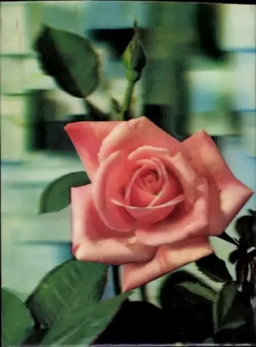 3 D Ak Blume, rosafarbene Rose