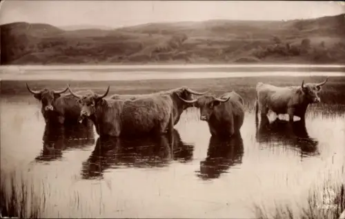 Ak In Cool Waters, Rinder im Wasser