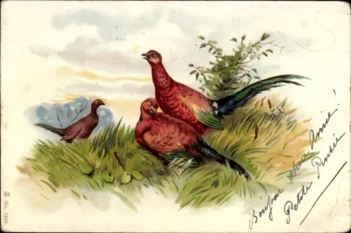 Künstler Ak Fasane, Tierportrait