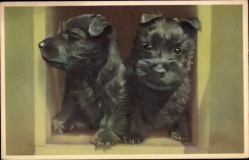 Ak Zwei junge Hunde, Tierportrait