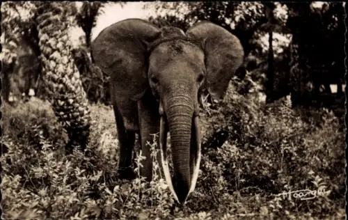 Ak Afrikanischer Elefant, junger Elefant