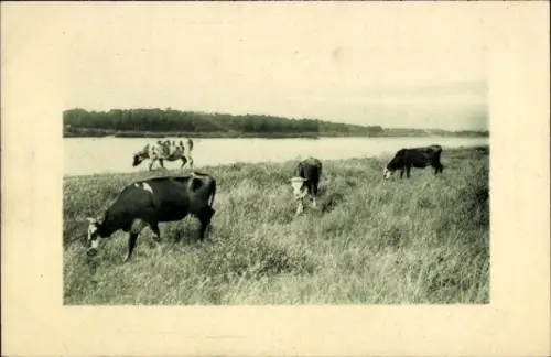 Präge Ak Grasende Kühe, Landschaft