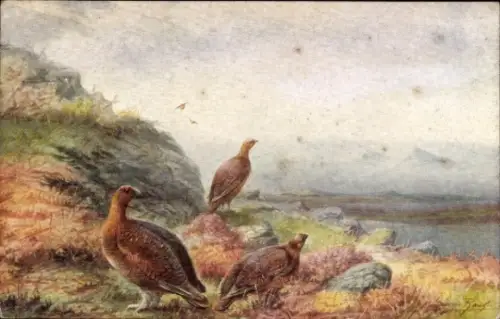 Künstler Ak Landschaft, Rebhühner