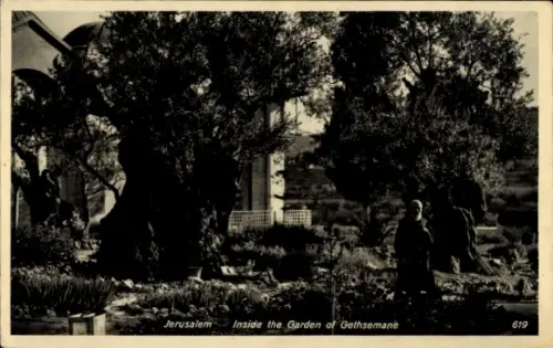 Ak Jerusalem Israel, Olivenbäume, Garten von Gethsemane,  alte Bäume