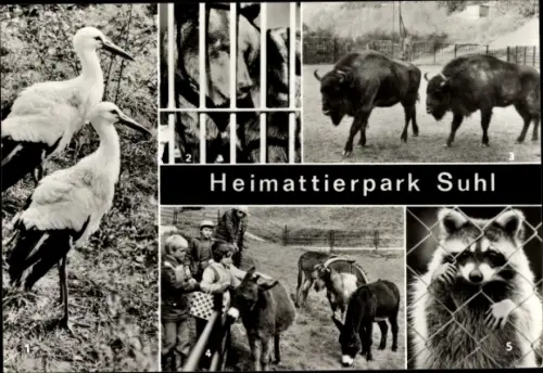 Ak Suhl in Thüringen, Heimattierpark Suhl, Waschbär, Esel, Wisente, Braunbär, Weißstörche, Gehege