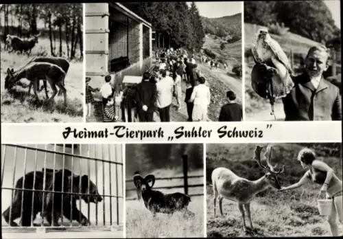 Ak Suhl in Thüringen, Heimat Tierpark Suhler Schweiz, Bär, Greifvogel, Hirsch