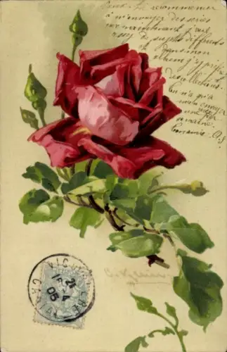Künstler Ak Klein, Catharina, rote Rose