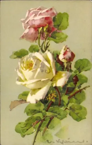 Künstler Ak Klein, Catharina, verschiedenfarbige Rosen