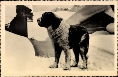 Ak Bernhardiner im Schnee