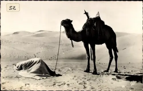 Ak Gebet in der Wüste, Kamel
