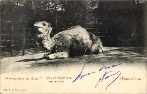 Ak Amsterdam Nordholland Niederlande, Zoo, Dromedar