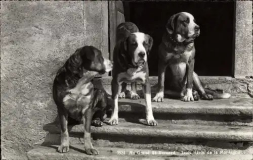 Ak Au Grand Saint Bernard, Drei Helden vom Berg