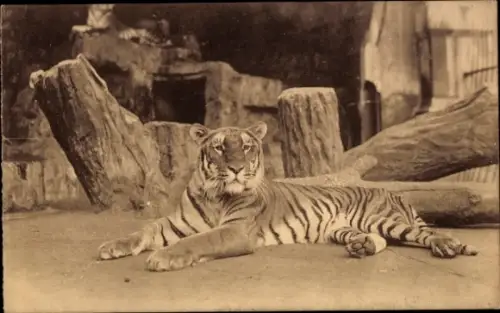 Ak Anvers Antwerpen, Zoologischer Garten, Tiger
