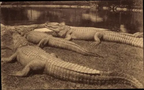 Ak Anvers Antwerpen, Zoologischer Garten, Alligatoren
