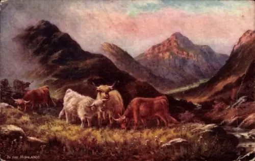 Künstler Ak In the Highlands, grasende Kühe