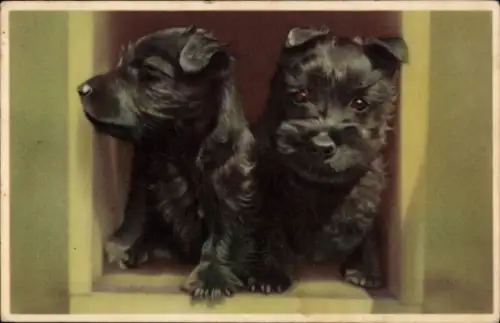 Ak Zwei junge Hunde, Tierportrait
