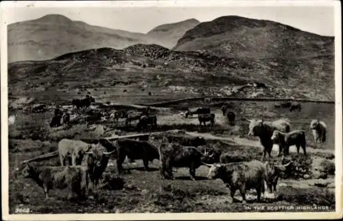 Ak Schottland, In the scottish highlands, Rinder