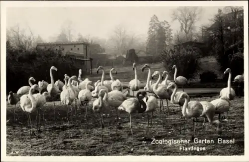 Ak Zoologischer Garten Basel, Flamingos