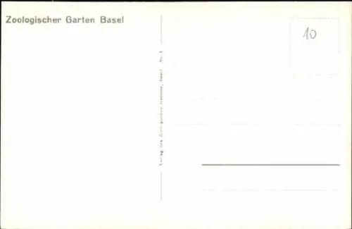 Ak Zoologischer Garten Basel, Flamingos