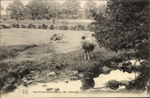 Ak Types et Scènes Champêtres, Kühe