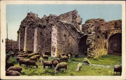 Ak Fréjus Var, Schafherde, Arènes Romaines