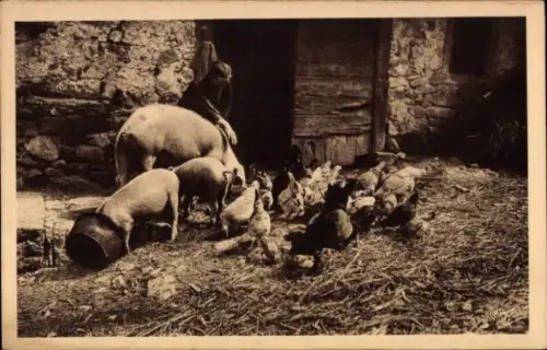 Ak L'heure de la Pâtée, Schweine, Hühner