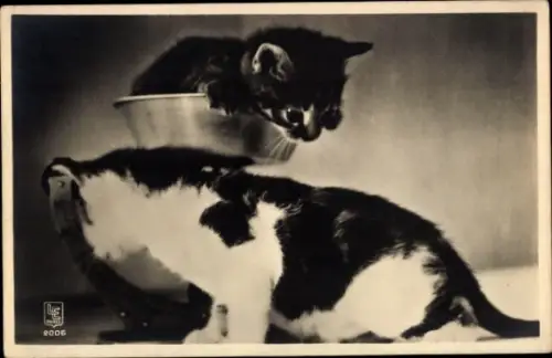 Ak Katzen, Tierportrait