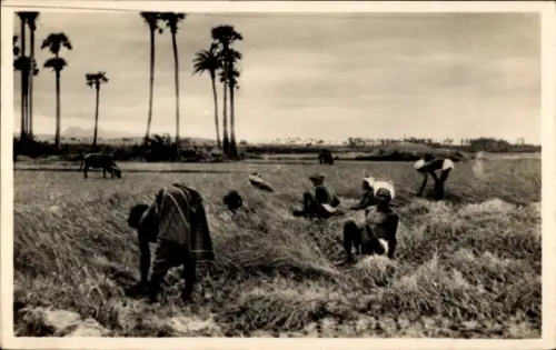 Ak Süd-Indien, Reisernte