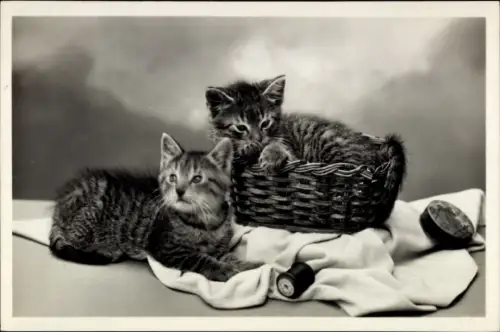 Ak Hauskatzen mit Garnrolle und Weidenkorb