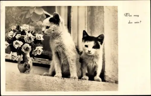 Ak Was mag das sein, Katzen auf einem Fensterbrett