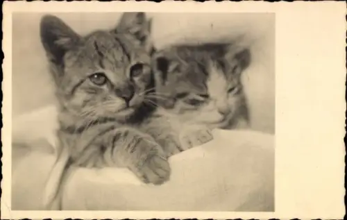 Ak Zwei Hauskatzen