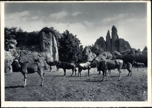 Ak Hamburg Eimsbüttel Stellingen, Hagenbeck's Tierpark, Afrikansiche Steppe, Huftiere