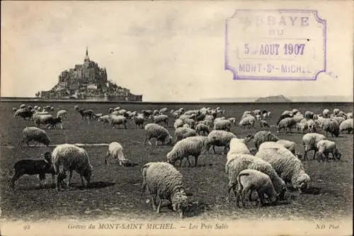 Ak Mont Saint Michel Manche, Schafherde