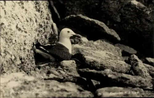 Ak Stora Karlsö, Möwe