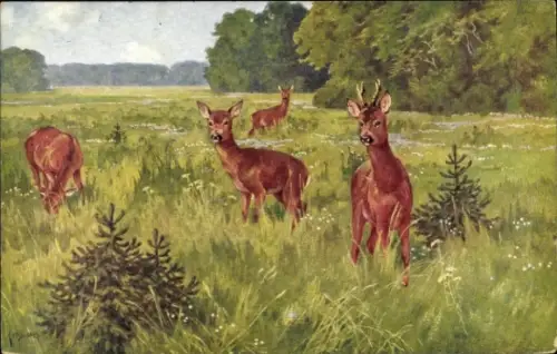 Künstler Ak Rehe auf einer Wiese