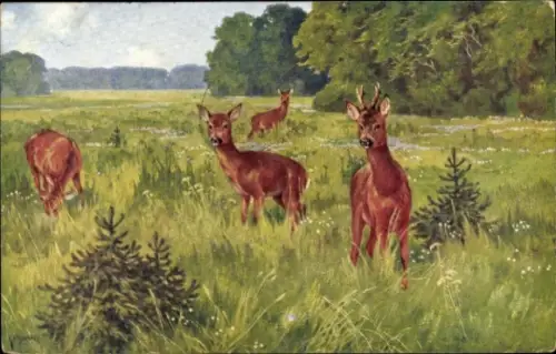 Künstler Ak Rehe auf einer Wiese