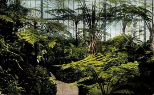 Ak Magdeburg an der Elbe, Tropischer Garten, üppige Pflanzen, Weg im Grünen