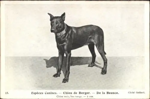 Ak Espèces Canines, Chien de Berger, De la Beauce