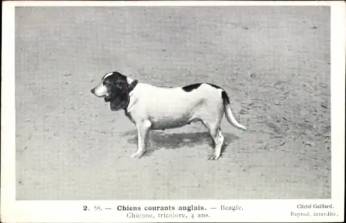Ak Chiens courants anglais, Beagle