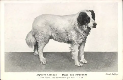 Ak Espèces Canines, Race des Pyrénées