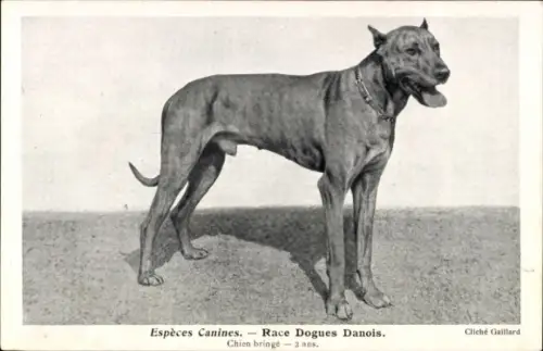 Ak Espèces Canines, Race Dogues Danois