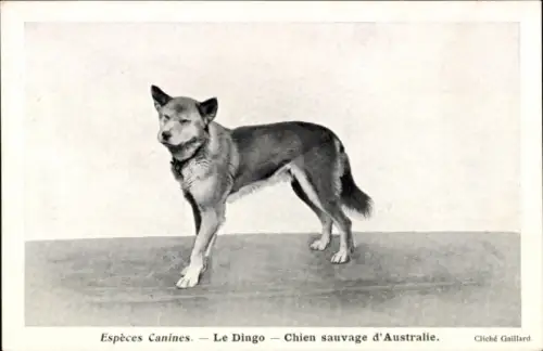 Ak Espèces Canines, Le Dingo, Chien sauvage d'Australie