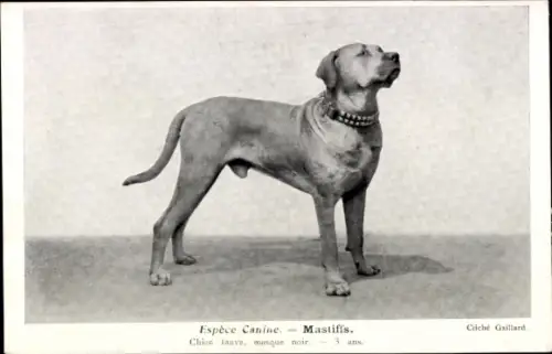 Ak Espèces Canines, Mastiffs