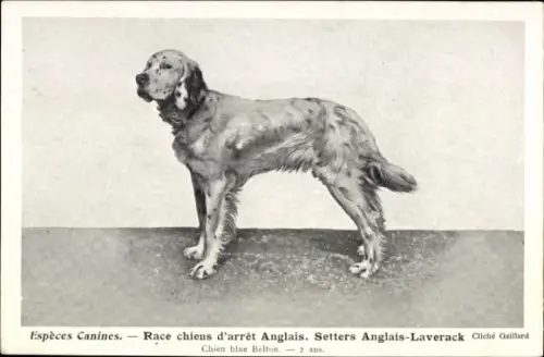 Ak Espèces Canines, Race chiens d'arrêt Anglais, Setters Anglais-Laverack