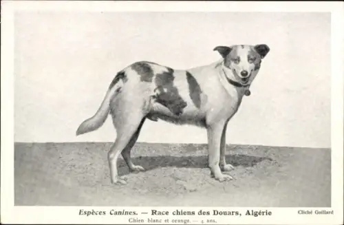 Ak Especes Canines, Race chiens des Douars, Algerie, Chien blanc et orange