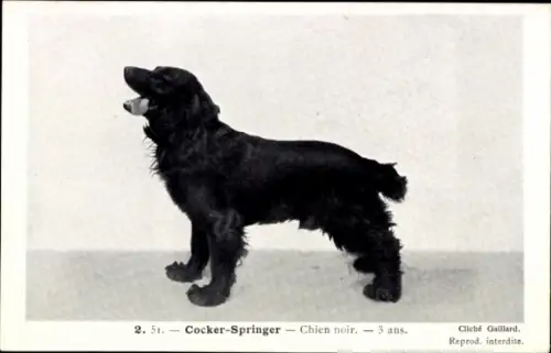 Ak Espèces Canines, Cocker-Springer