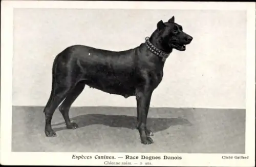 CPA Espèces Canines, Race Dogues Danois