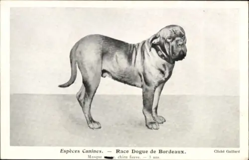 CPA Espèces Canines, Race Dogue de Bordeaux