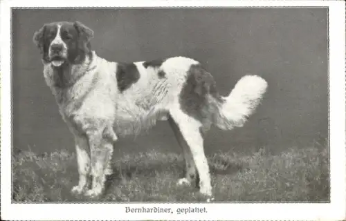 Ak Bernhardiner, Tierportrait