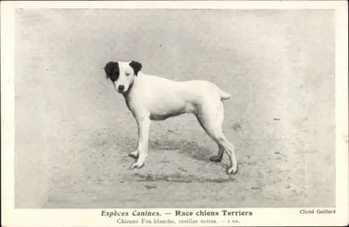 CPA Espèces Canines, Race chiens Terriers